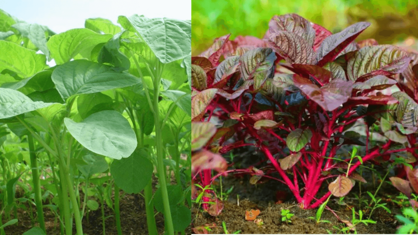 Jambu Biji Merah, Bayam Merah, dan Bit: Mana Paling Tepat untuk Kebutuhan Kesehatan Anda?
