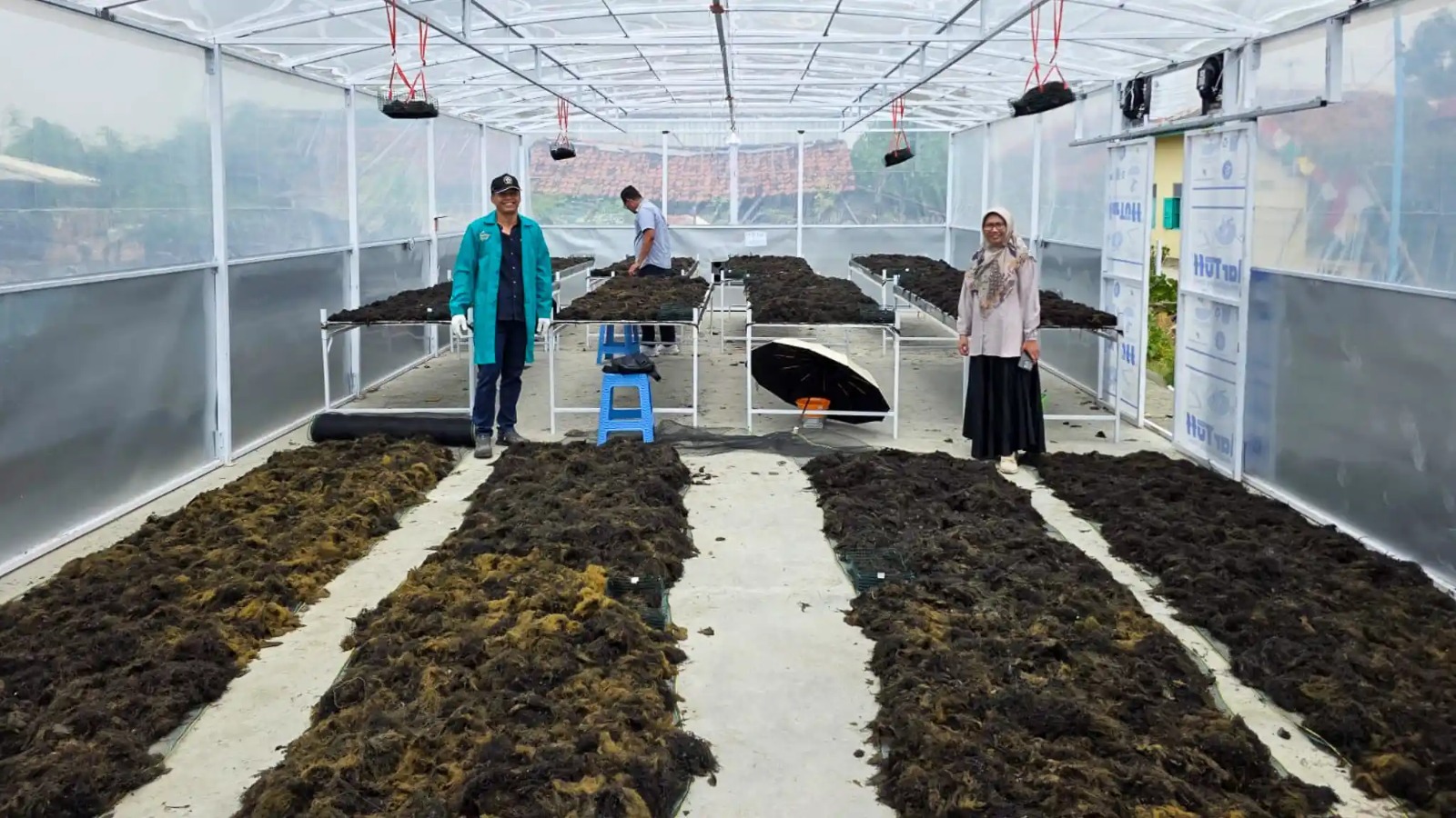 Pengeringan Rumput Laut Hibrida Surya-Biomassa Ubah Cara Panen Brebes