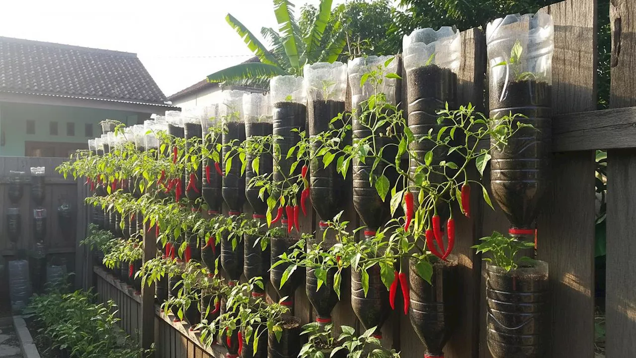 Tanaman Hias Warna-Warni untuk Ruang Keluarga Sejuk
