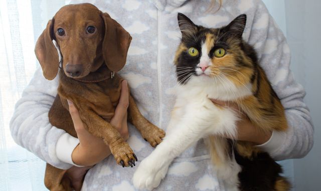 Anjing dan Kucing Gemuk Bukan Lucu: Panduan Turunkan Berat Badan dengan Aman