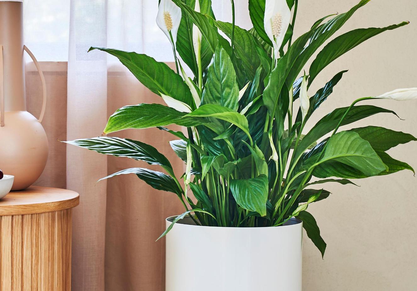 7 Tanaman Hias Indoor Hemat Tempat untuk Sudut Cozy