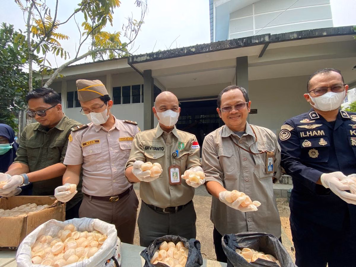 1.190 Telur Penyu Ilegal Disita: Operasi Pelabuhan yang Menentukan Nasib Konservasi