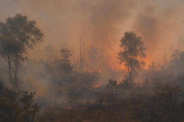 Kebakaran Hutan Picu Kerugian Rp123 Triliun dan Asap Lintas Negara
