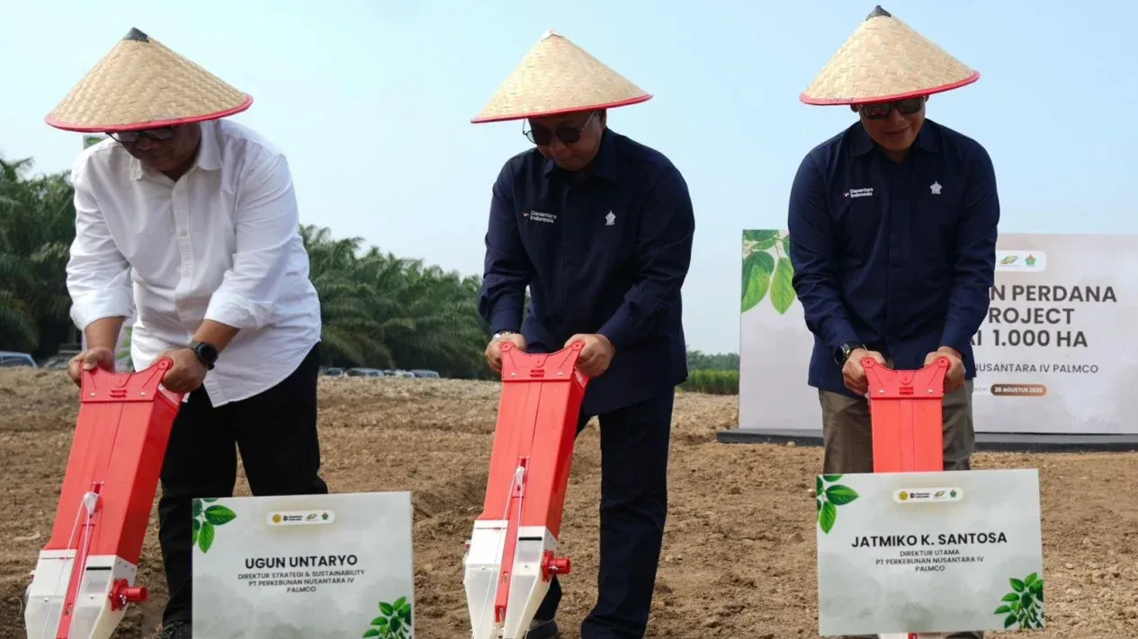 Pilot Kedelai 1.000 Hektare di Lahan Sawit: Jalan Pintas Kurangi Impor?