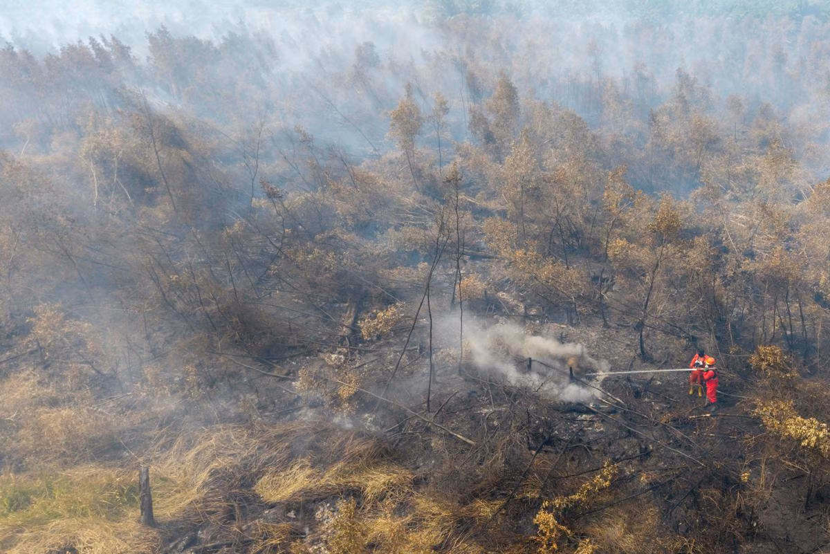Kebakaran Hutan dan Lahan Ancam Ekonomi: Transportasi, Kesehatan, dan Produktivitas Tertekan