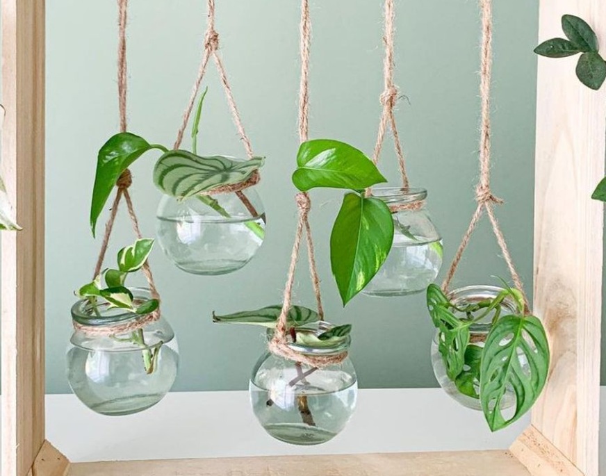 Tanaman Indoor Minimalis untuk Ruang Terbatas
