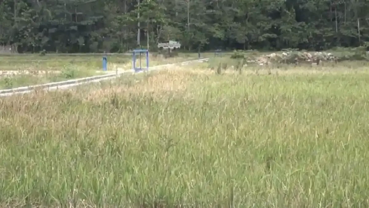 Kekeringan Panjang Ancam Sawah: Strategi Menyelamatkan Panen
