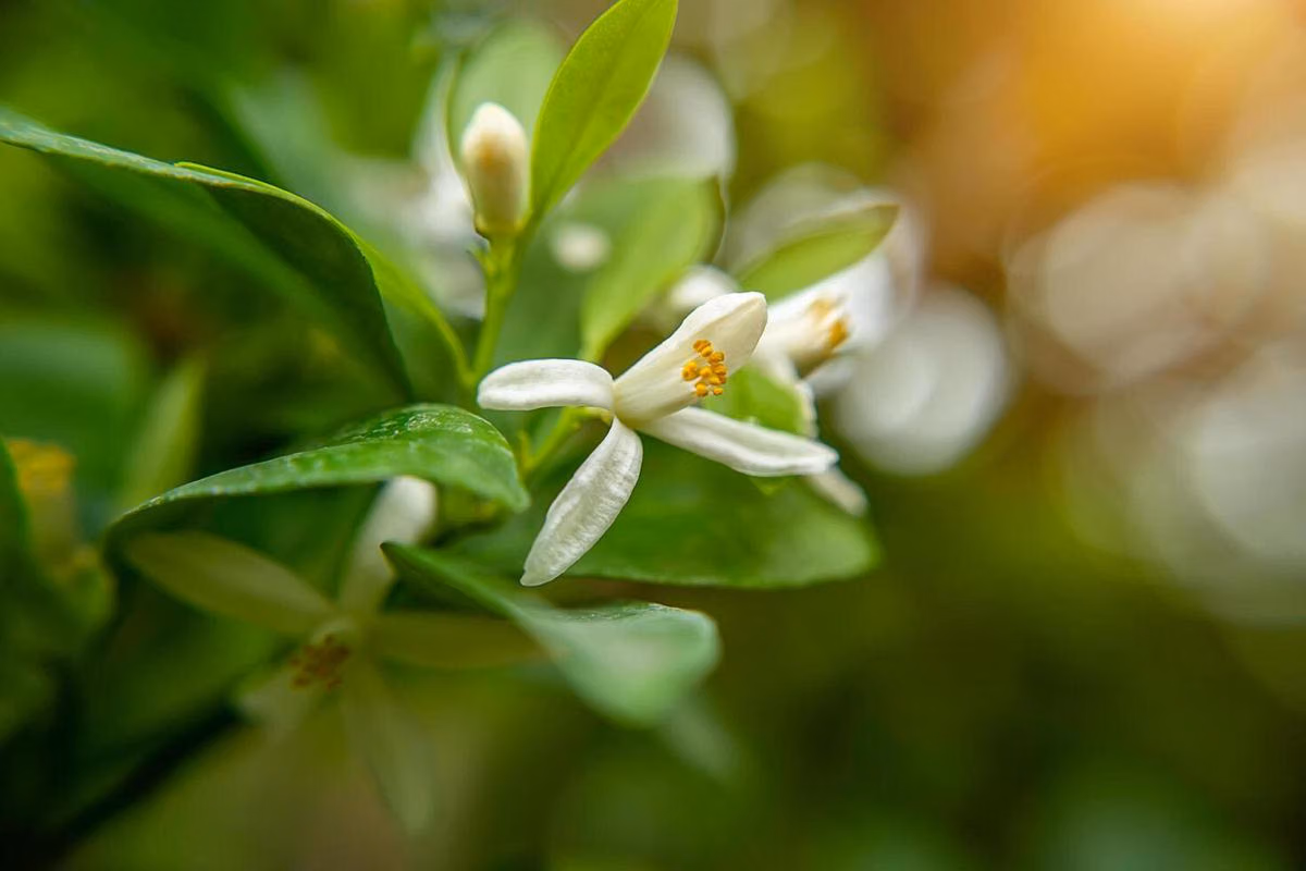 Panduan Lengkap Memilih Parfum Pria: Cypress, Neroli, Niche, dan Lokal