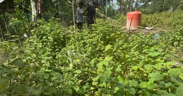 Dari Komoditas Mentah ke Rantai Nilai: Jalan Baru Ekonomi Daerah