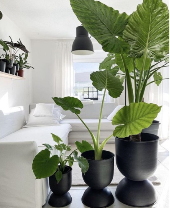 7 Tanaman Hias Indoor Hemat Tempat untuk Sudut Cozy