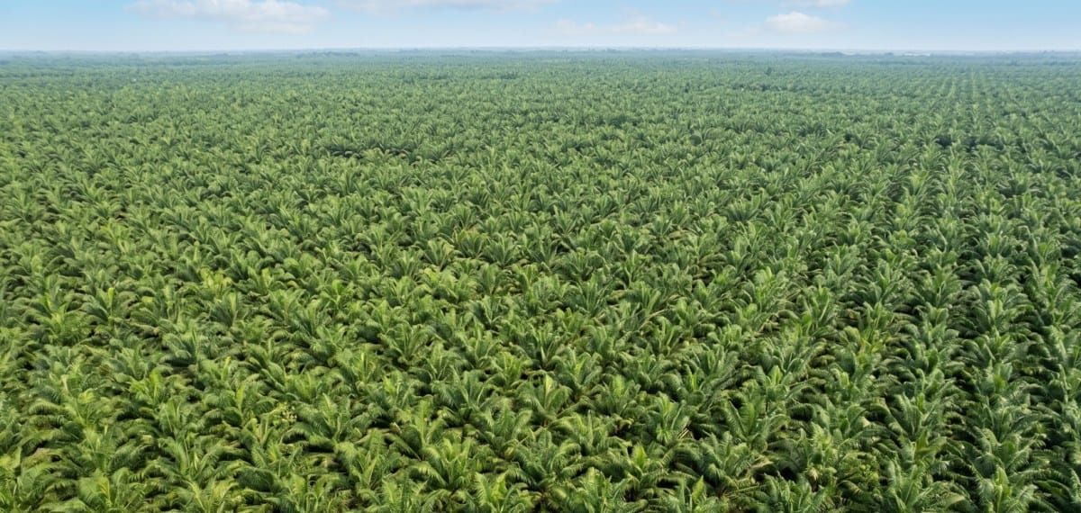 Dari Ekspansi Lahan ke Kedaulatan Petani Sawit