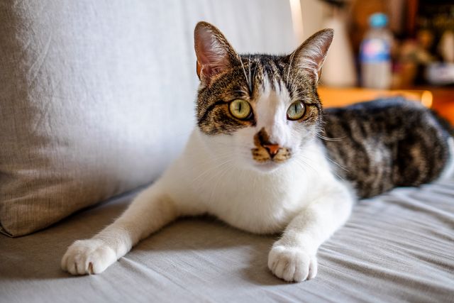 Panduan Lengkap Nutrisi Kucing Sesuai Usia: Dari Kitten hingga Senior