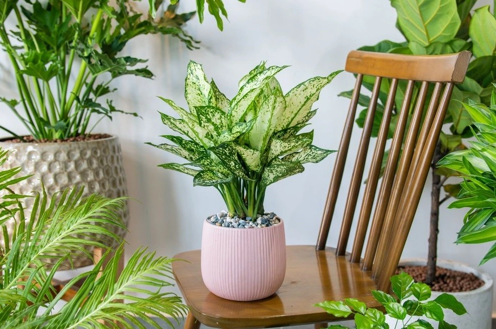 Tanaman Indoor Minimalis untuk Ruang Terbatas