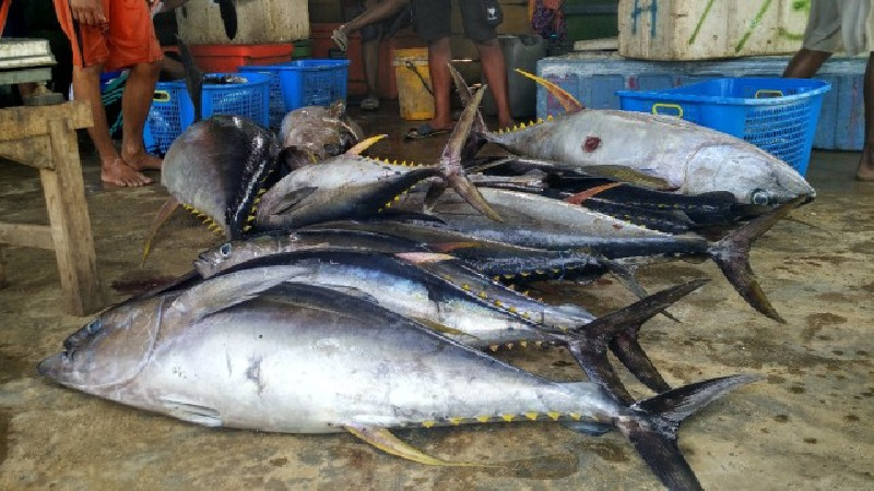 Ekspor Perikanan Sulawesi Melesat: Dari Laut Lokal ke Pasar Global