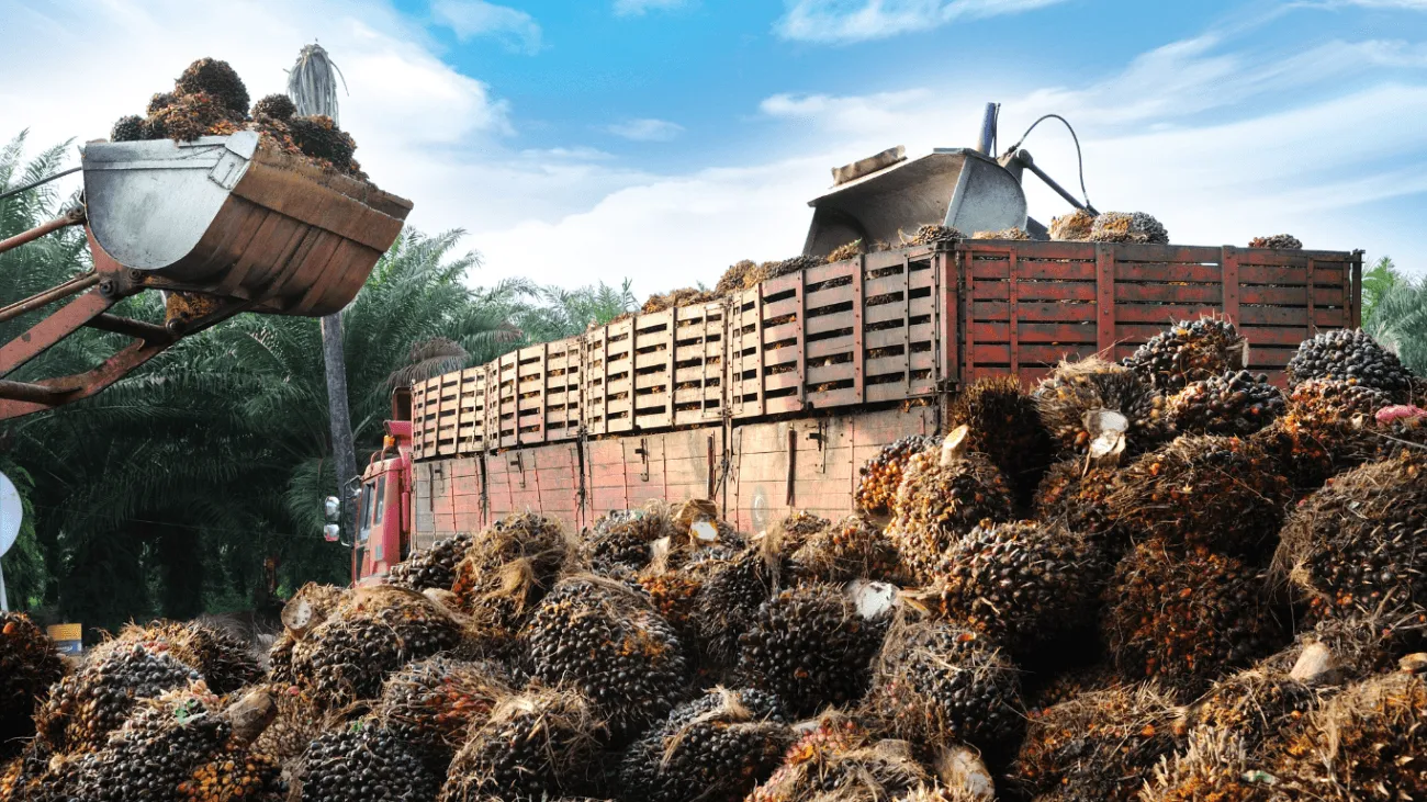 Sungai Mengering, Pabrik Sawit Tutup: Krisis Logistik yang Menggulung Kalbar