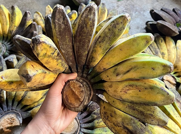 Pisang Goreng, Pangsit, dan Karipap: Rahasia Renyah Berlapis