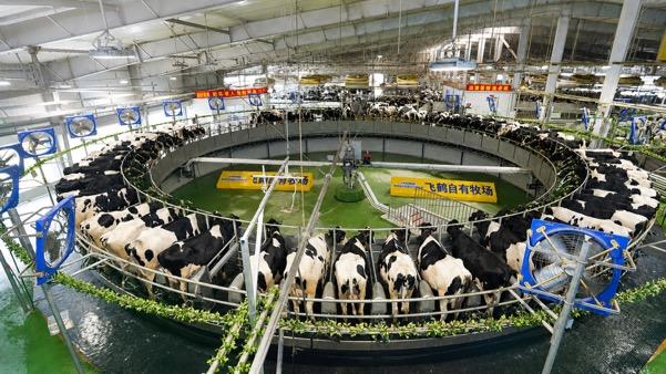Cara Melacak Asal Susu Formula Anak dari Sumber ke Kemasan