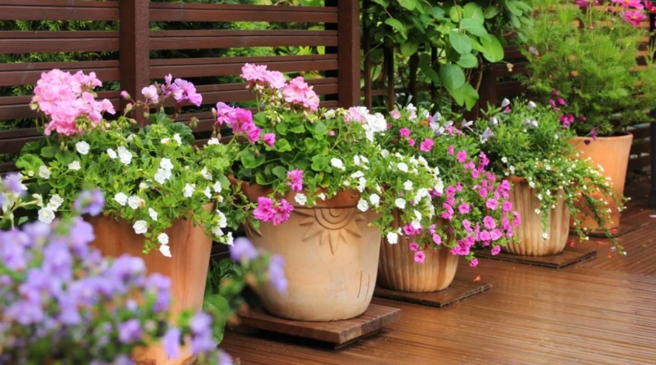 7 Tanaman Outdoor Ringkas untuk Teras Sempit