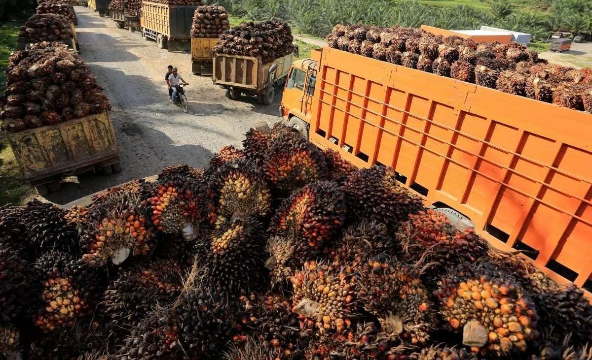 Harga CPO Diproyeksikan Menguat: Biodiesel B40 dan Tekanan Bea Keluar