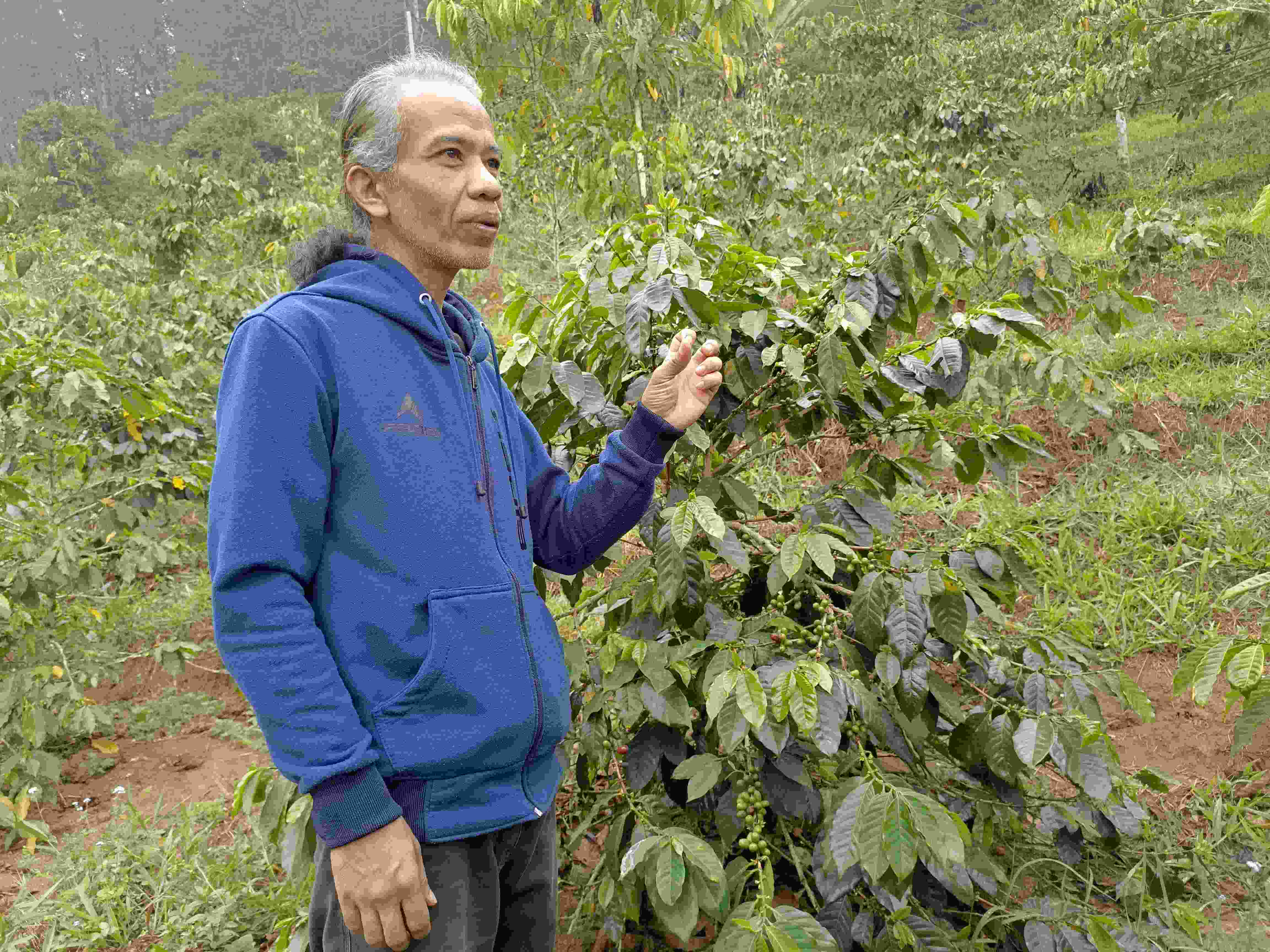 Dari Umbi Yakon hingga Kopi Java: Petani Lokal Mengincar Pasar Ekspor