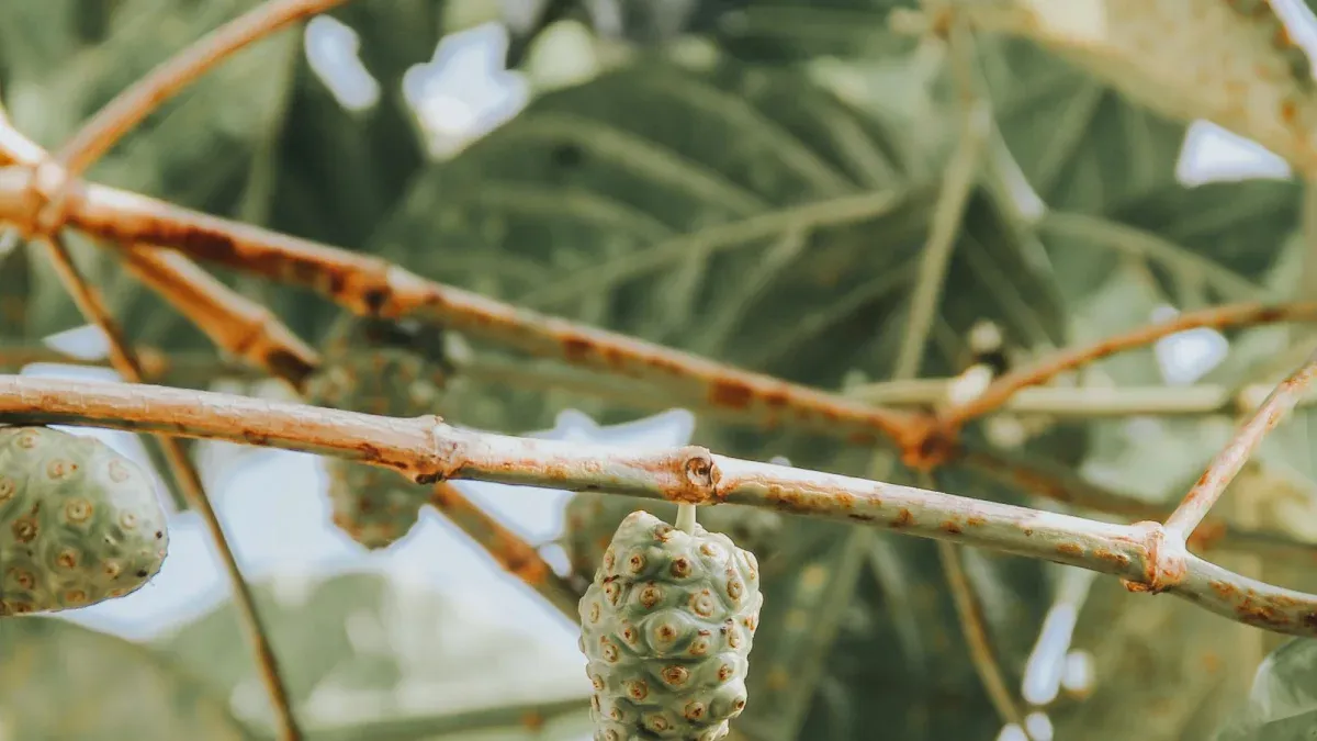 Skincare Bahan Alami: Kakao, Pegagan, dan Mengkudu yang Fungsional