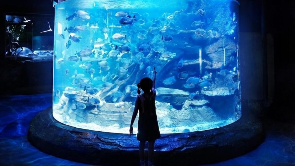 Tiket Sea World Ancol Diskon 50 Persen dan Voucher Makan