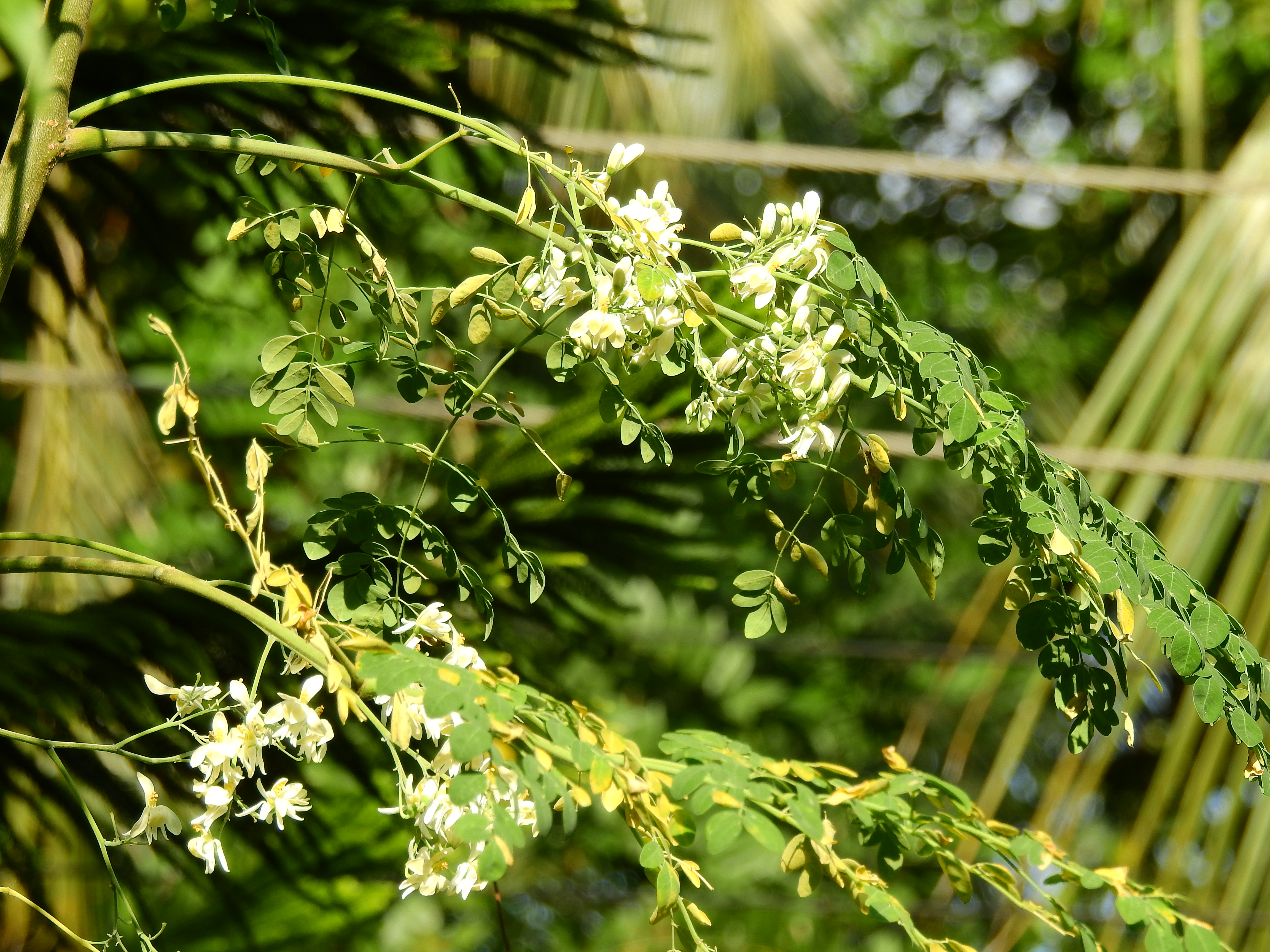 Daun Kelor untuk Melindungi Otak dari Stres Perundungan