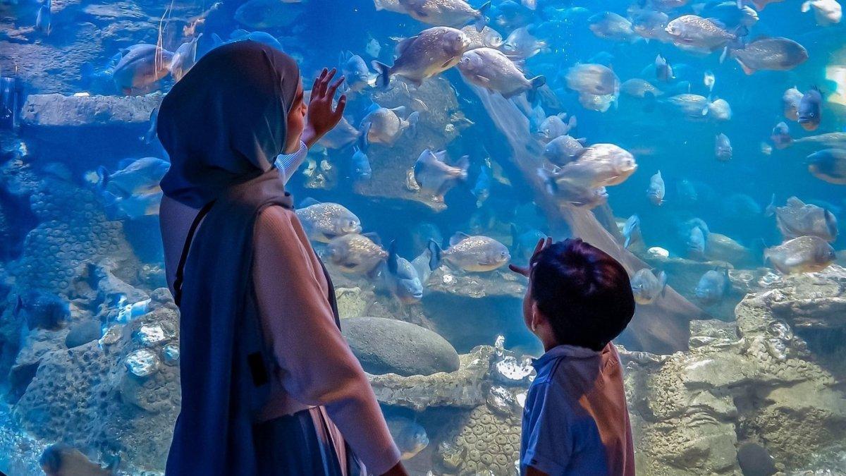 Tiket Sea World Ancol Diskon 50 Persen dan Voucher Makan