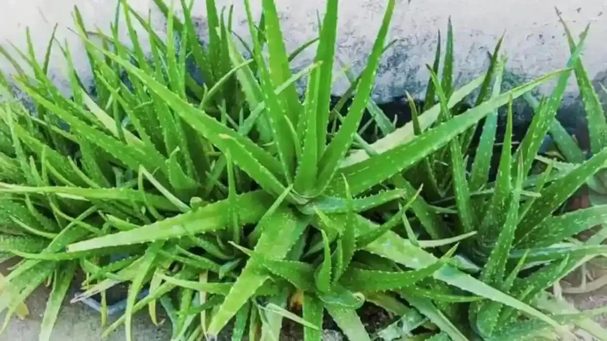 Lidah Buaya dan Cuka Apel: Resep Rambut Sehat di Rumah