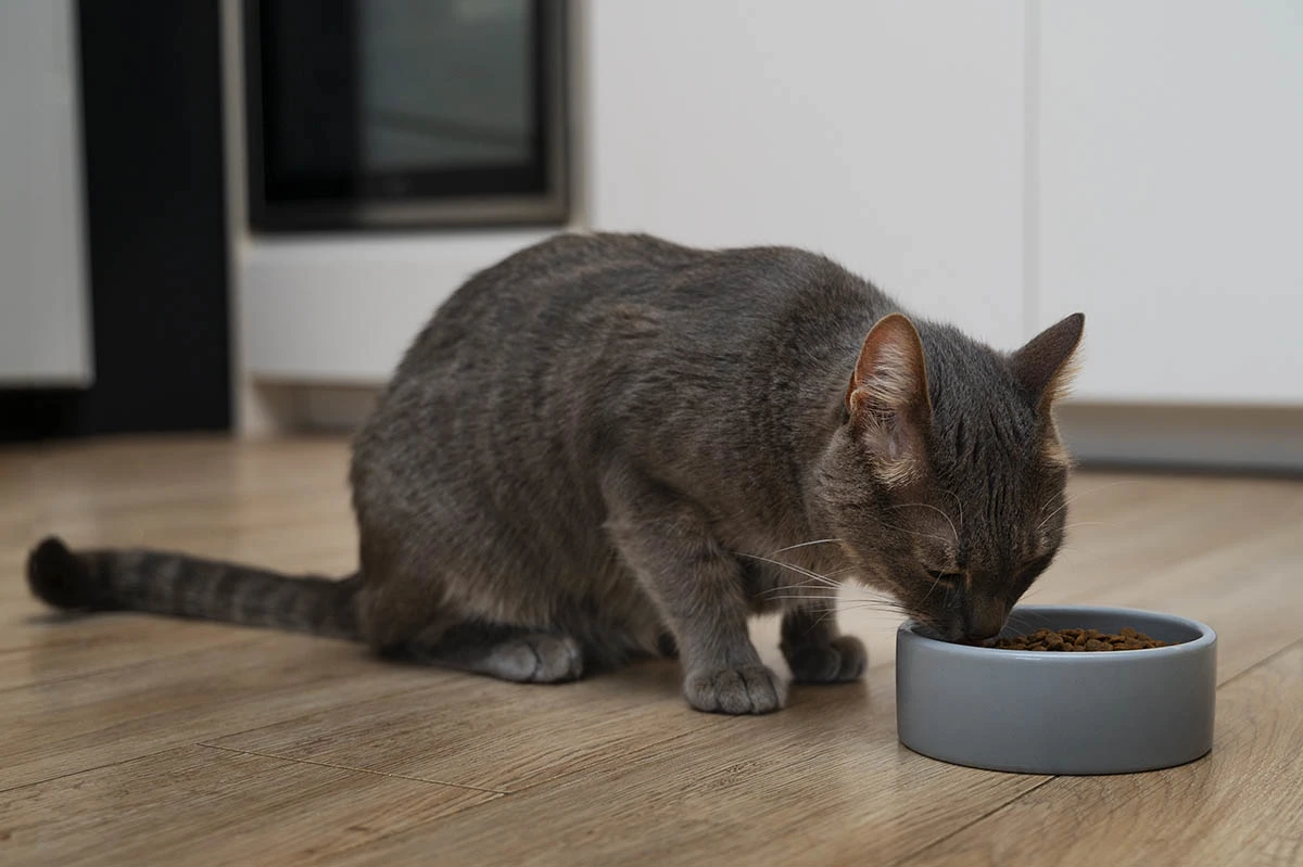Waktu Makan Kucing: Mengubah Feeding Time Jadi Momen Bonding