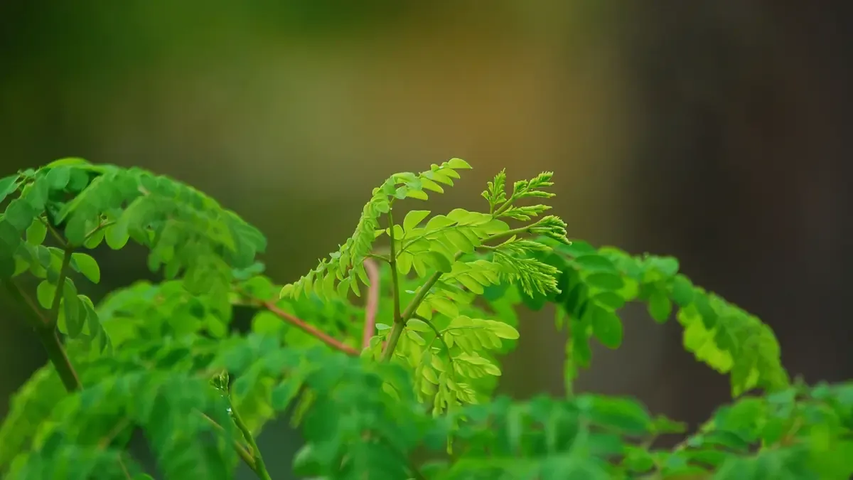 Daun Kelor untuk Melindungi Otak dari Stres Perundungan