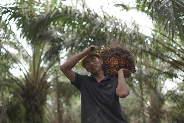 Ekspor CPO Tumbuh 5,49 Persen: Saatnya Hilirisasi Minyak Sawit Naik Kelas