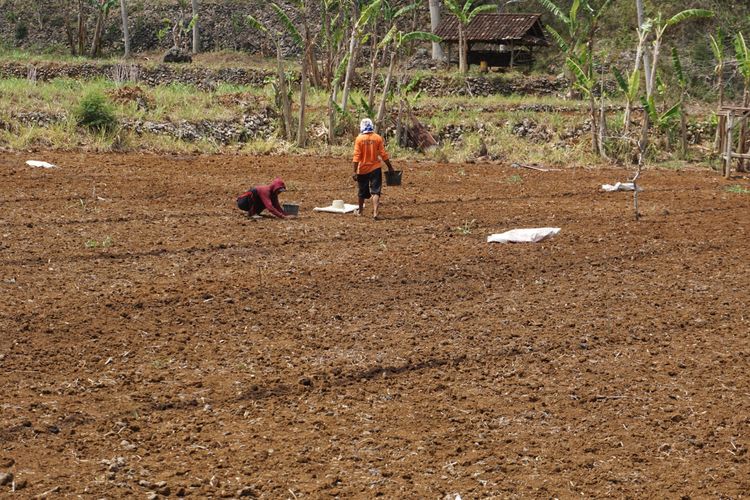 Beras Lokal Langka Kembali Dilestarikan untuk Jaga Pangan Keluarga