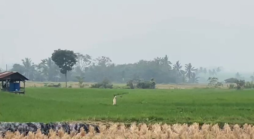 Kabut Asap Memaksa Sekolah Beralih ke PJJ: Antara Proteksi dan Kesiapan
