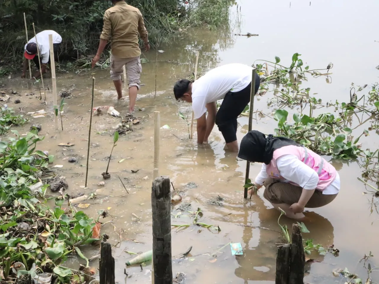 PLN Kembangkan Ekowisata Mangrove, Lingkungan Lestari Ekonomi Tumbuh