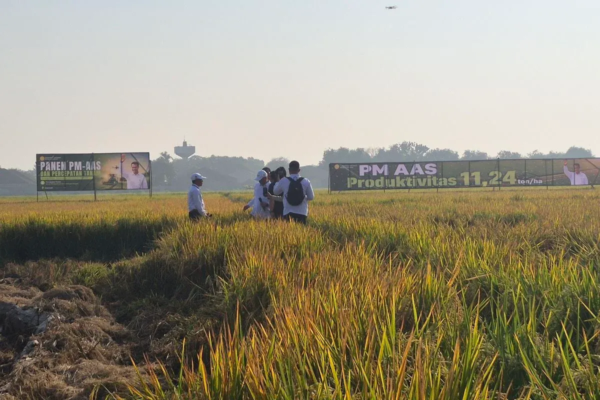 50 Ribu Hektare Sawah Kekeringan: Mampukah Target Beras Terjaga?