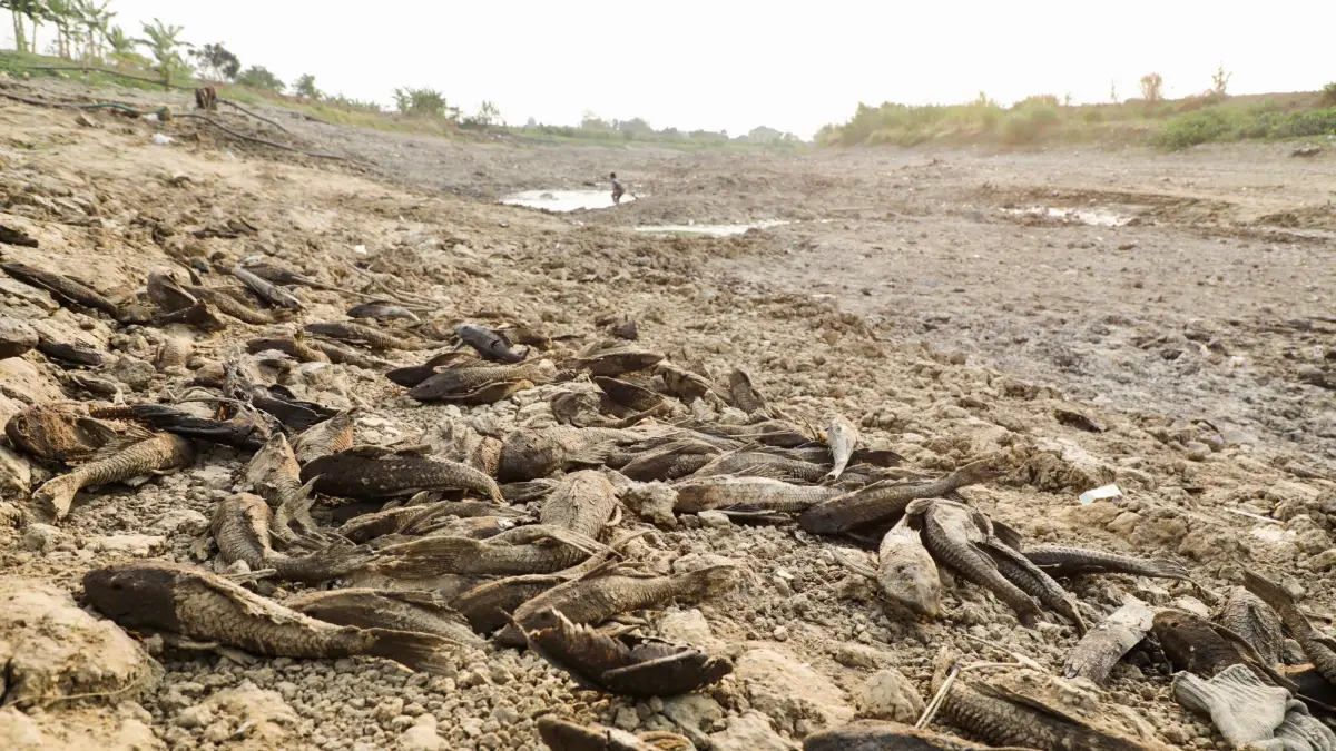 Ribuan Ikan Mati di Sungai Juwana dan Krisis Manajemen Air Bendung