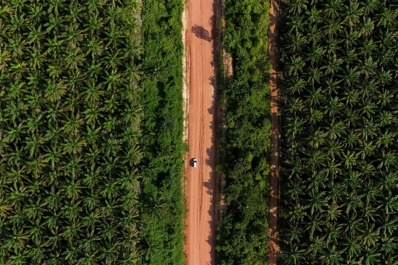 Dari Limbah Batang ke Nilai Tambah: Hilirisasi Sawit yang Berpihak pada Pekebun