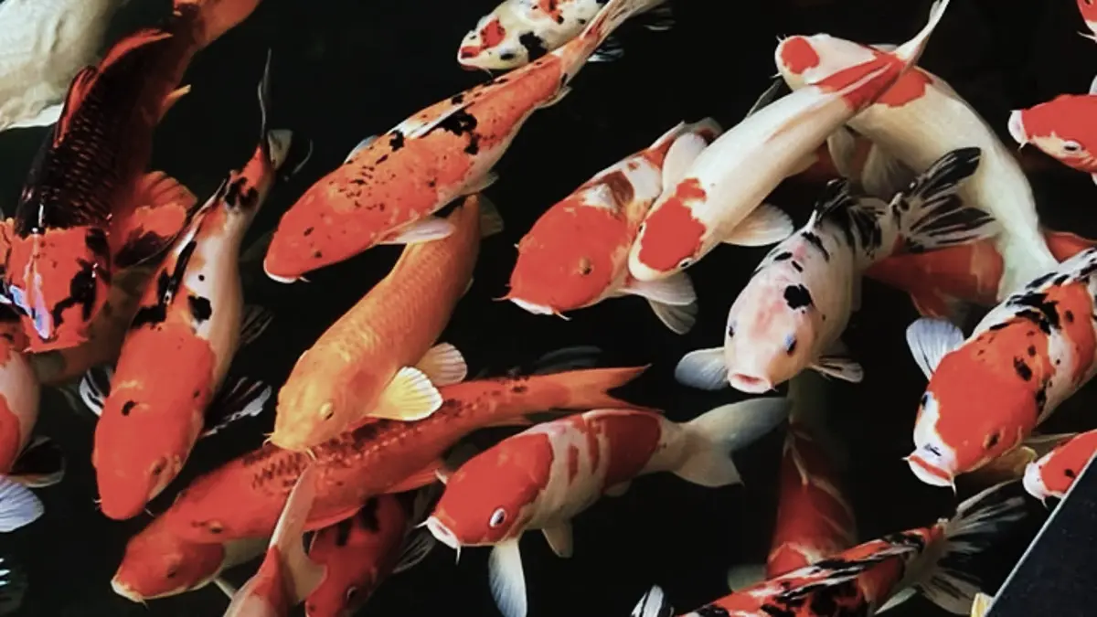 Panduan Lengkap Merawat Ikan Hias di Akuarium dan Kolam Rumah