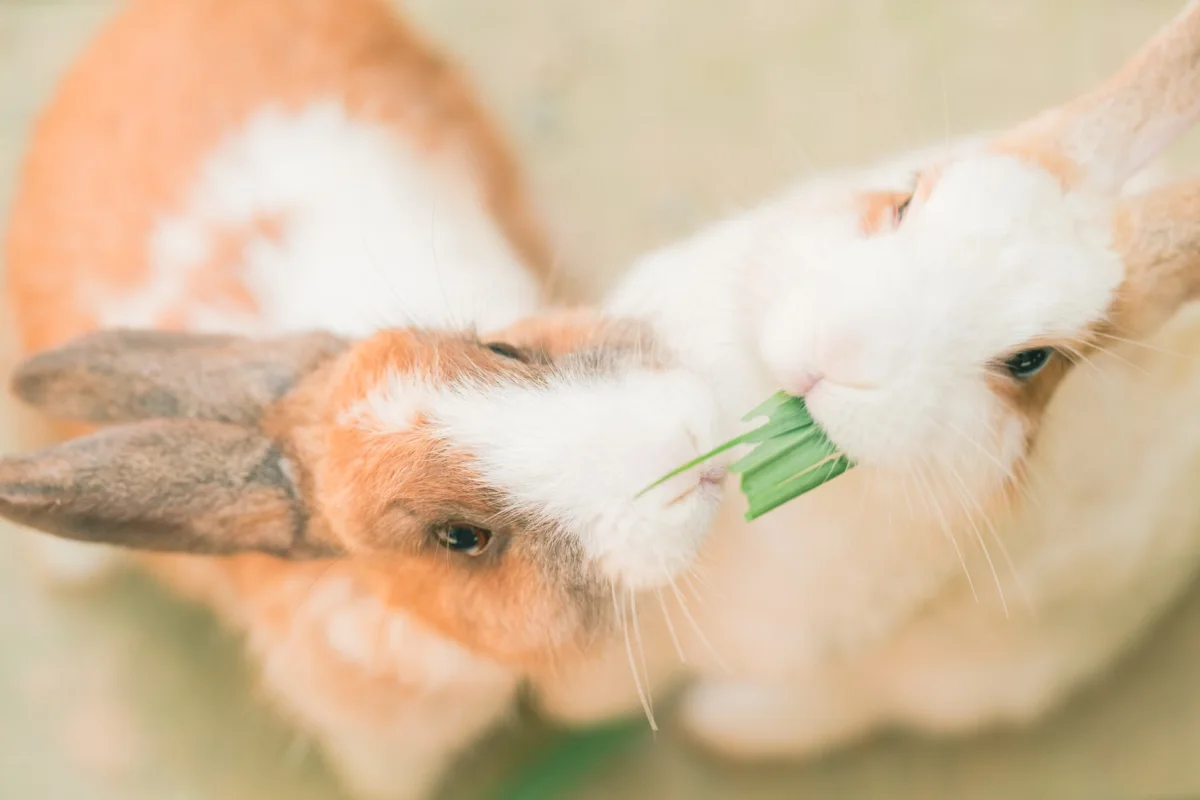 Panduan Lengkap Makanan Aman dan Berbahaya untuk Hewan Peliharaan