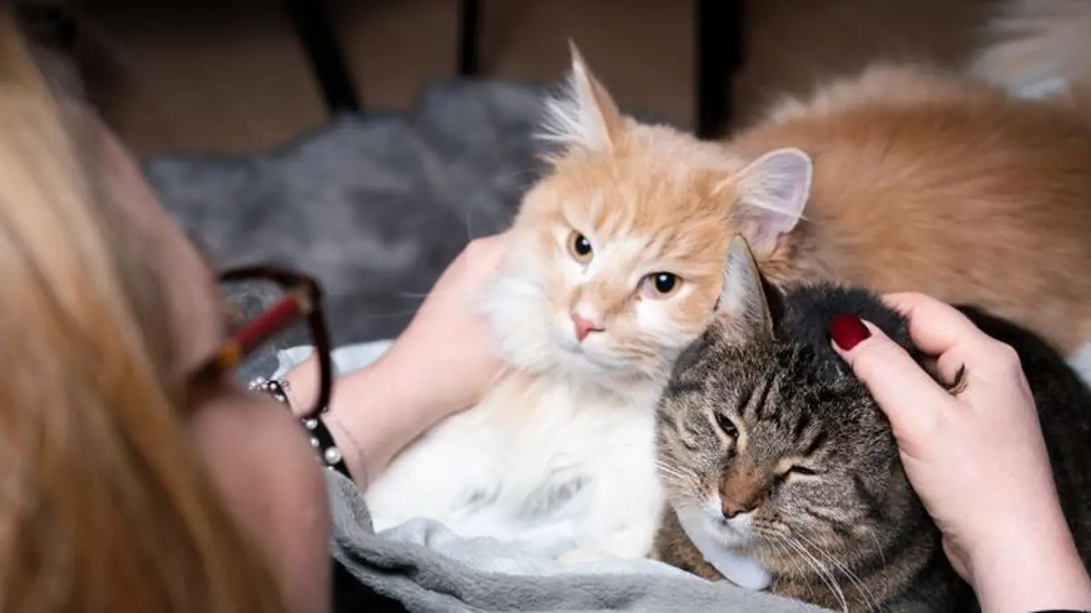Panduan Lengkap Merawat Kucing untuk Pemula: 4 Persiapan Dasar Sebelum Membawa Pulang