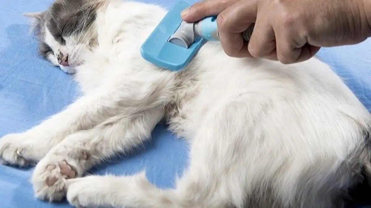 7 Persiapan Esensial Sebelum Membawa Kucing Pertama ke Rumah