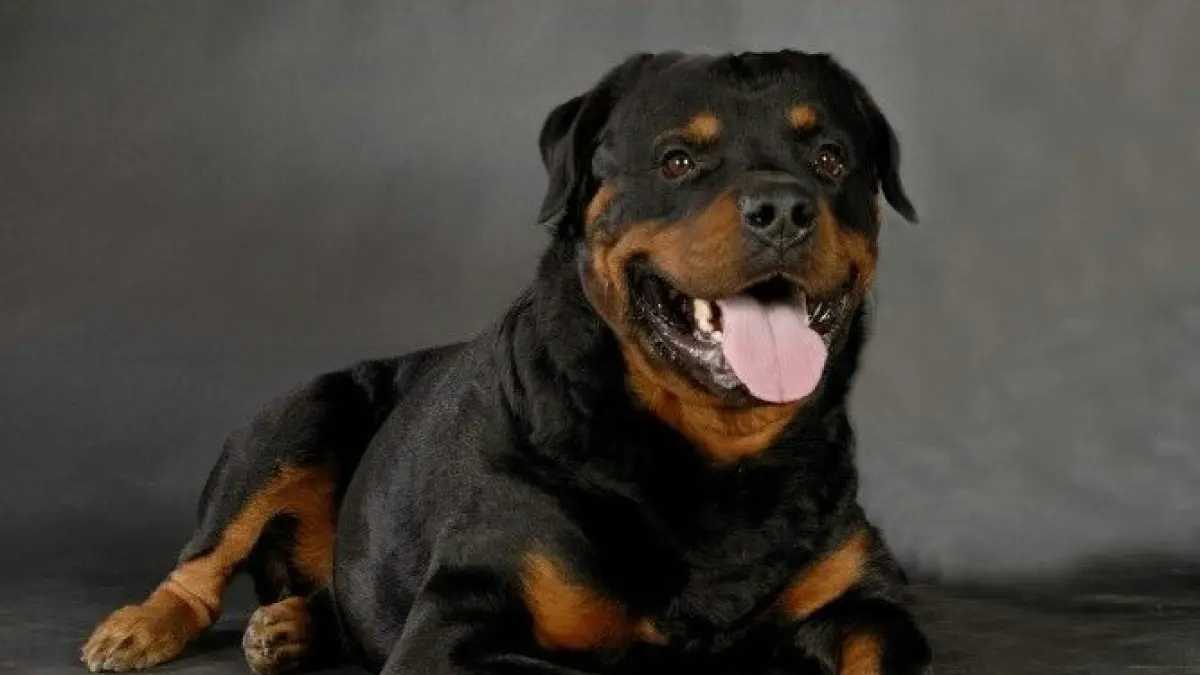 Panduan Lengkap Melatih Anjing Duduk dan Perintah Dasar