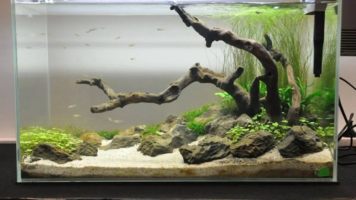 Aquascape Minimalis untuk Pemula: Taman Air Indah dengan Perawatan Mudah