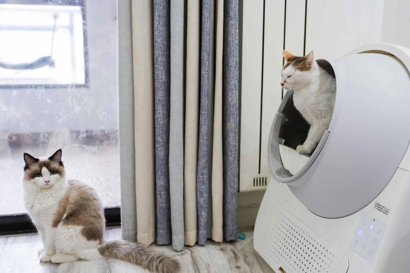 7 Persiapan Esensial Sebelum Membawa Kucing Pertama ke Rumah