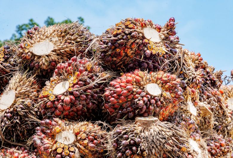 Peremajaan Kebun Sawit Riau: Jalan Naikkan Produktivitas dan Pendapatan Petani
