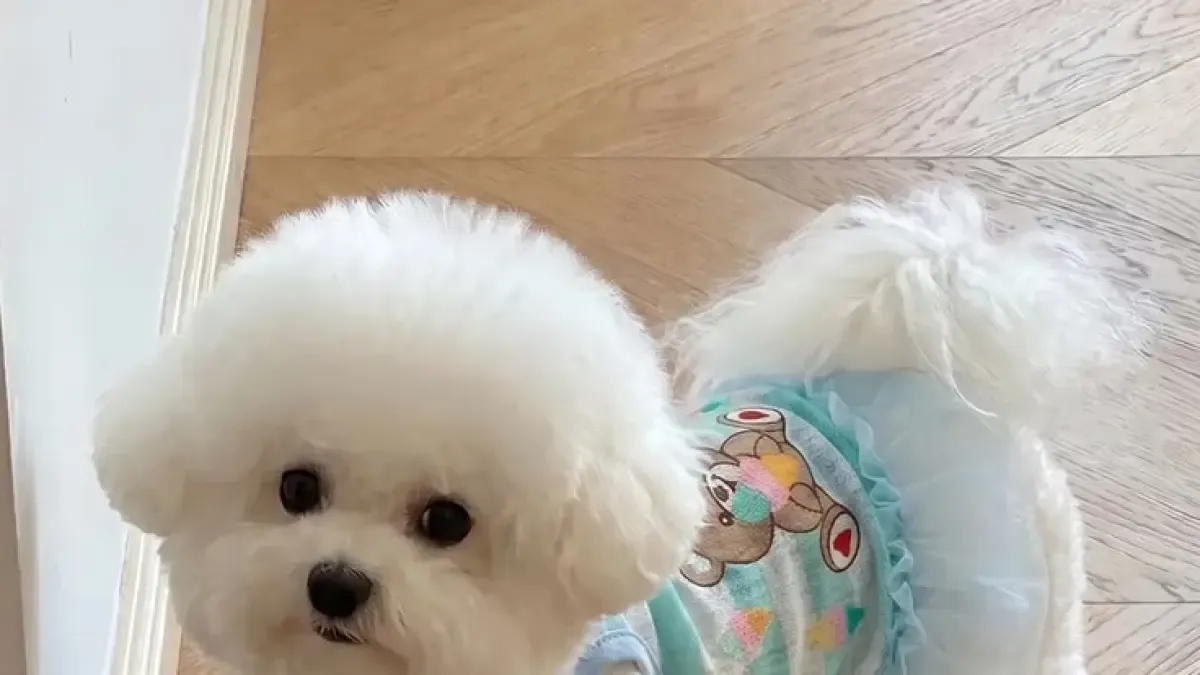 7 Langkah Toilet Training Anjing agar Tak Buang Air Sembarangan
