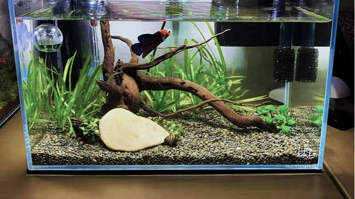 Mulai Aquascape Minimalis Tanpa CO2 dengan Modal Terjangkau