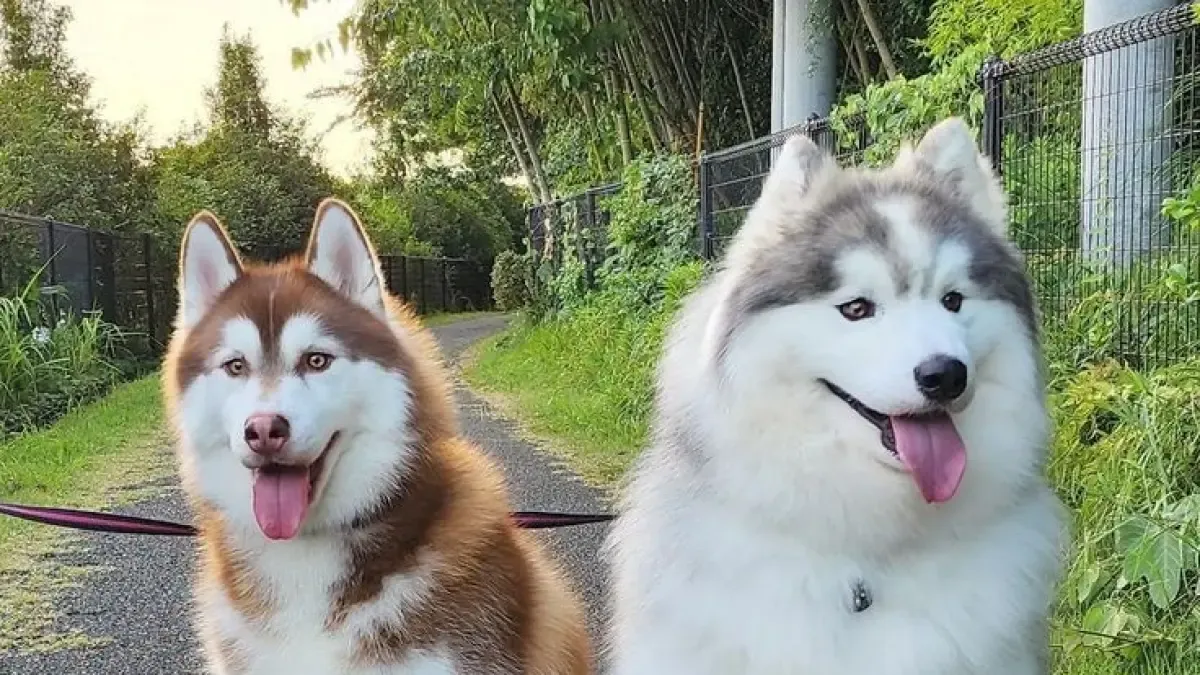 7 Kebiasaan Harian agar Anjing Hidup Lebih Lama dan Sehat