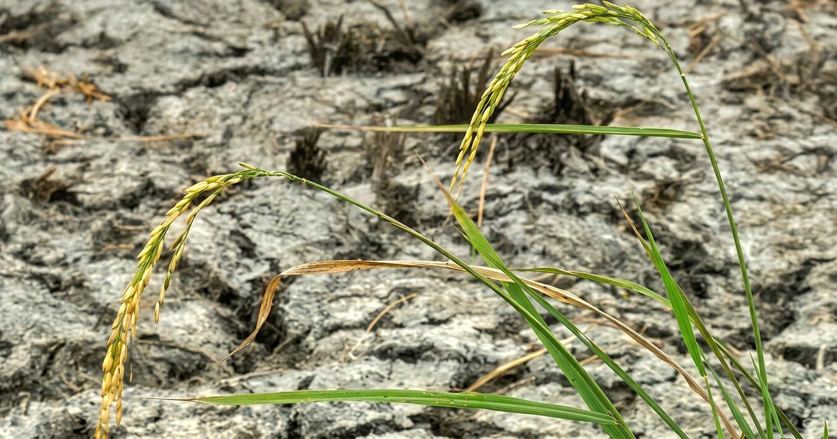 El Niño Super Asia: Krisis Pangan Mengintai, Harga Beras Siap Melonjak